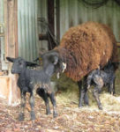 Nachwuchs bei den NAJU-Schäfchen