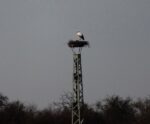 Storchenhorst in der Landbachaue ist wieder bezogen