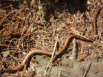 Schöne Blindschleiche auf dem NABU Pflege-Grundstück