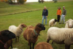 Die Schafgruppe beim Schaf-Vater
