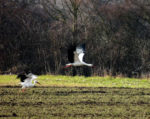 Bickenbacher Störche zurück!