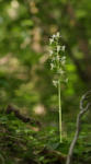 Expedition zu den Seeheimer Orchideen-Wiesen