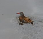 Wasserralle... verscheucht