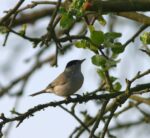 Vogelstimmen morgens und abends