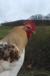 Die Wühlmäuse sehen sich Hühnerhäuser an