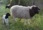 Wolke hat endlich ihr Lämmchen
